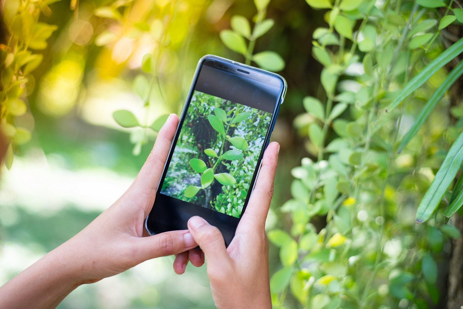 Apps zum Pflanzen erkennen: Pflanzen per Smartphone bestimmen - WinTotal.de