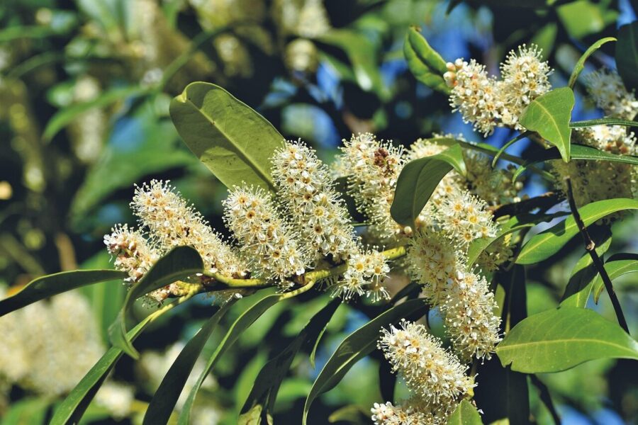 cherry laurel, laurel cherry, laurel, shrub, bush, blossom, bloom, inflorescence, ornamental shrub, bloom, evergreen, plant, nature, cherry laurel, laurel, laurel, laurel, laurel, laurel
